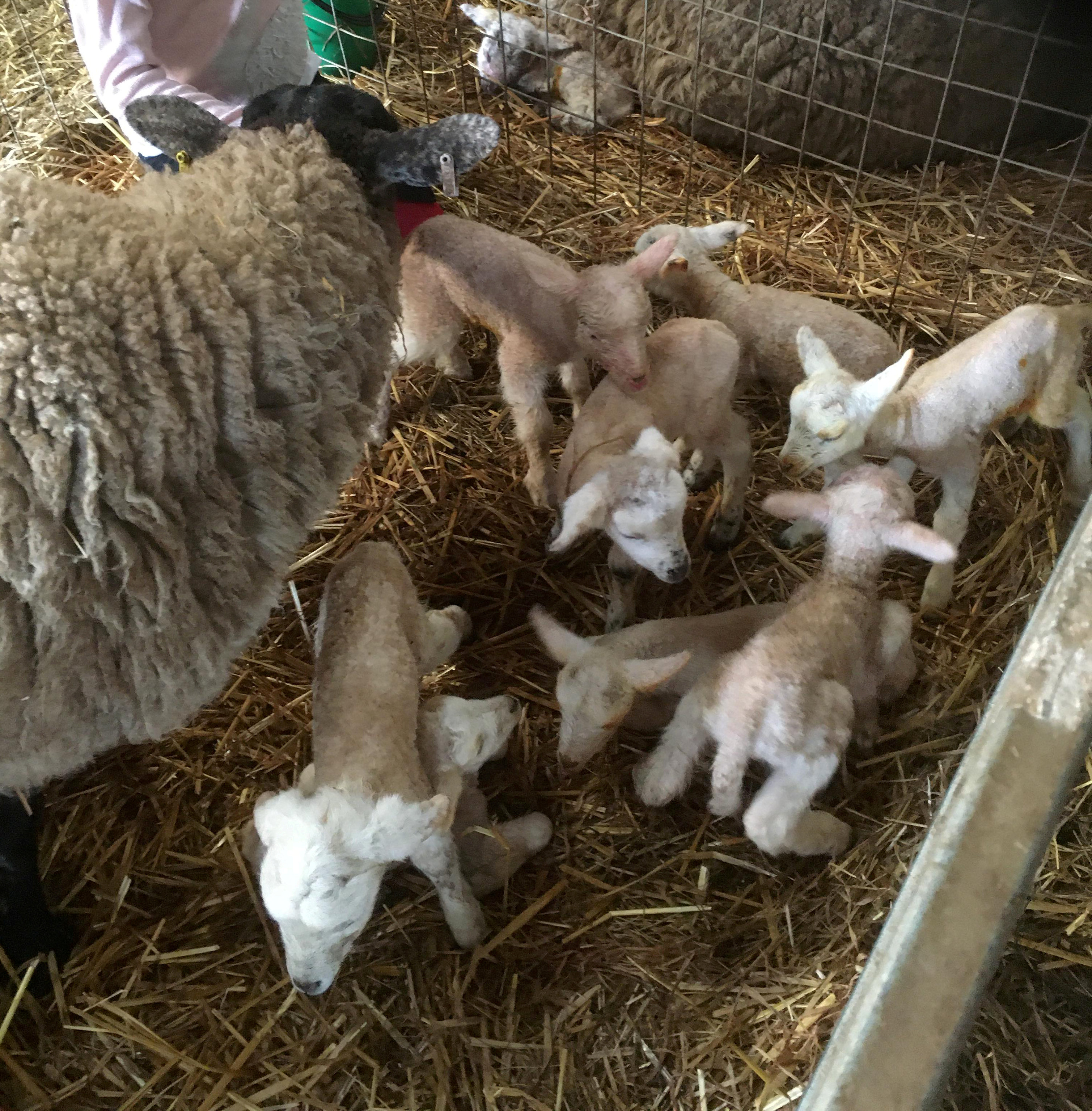 The eight lambs shortly after birth at Sunnyside Farm.