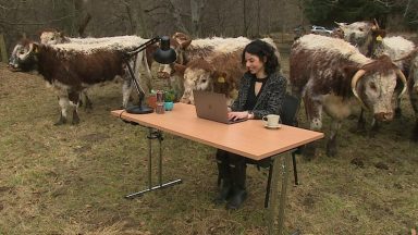 ‘Field office’ among cows to protest slow broadband