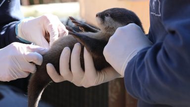 Public to name three otterly-adorable pups born at zoo