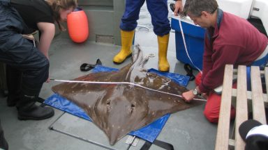 Protected status for flapper skate ‘egg nursery’ off Skye