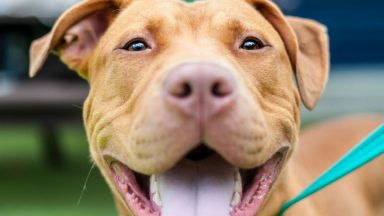 MSPs hit out over lack of government action on dangerous dogs