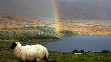 Ticks thriving in Western Isles ‘because of mild climate’