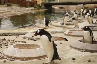 Penguin breeding season starts at Edinburgh Zoo