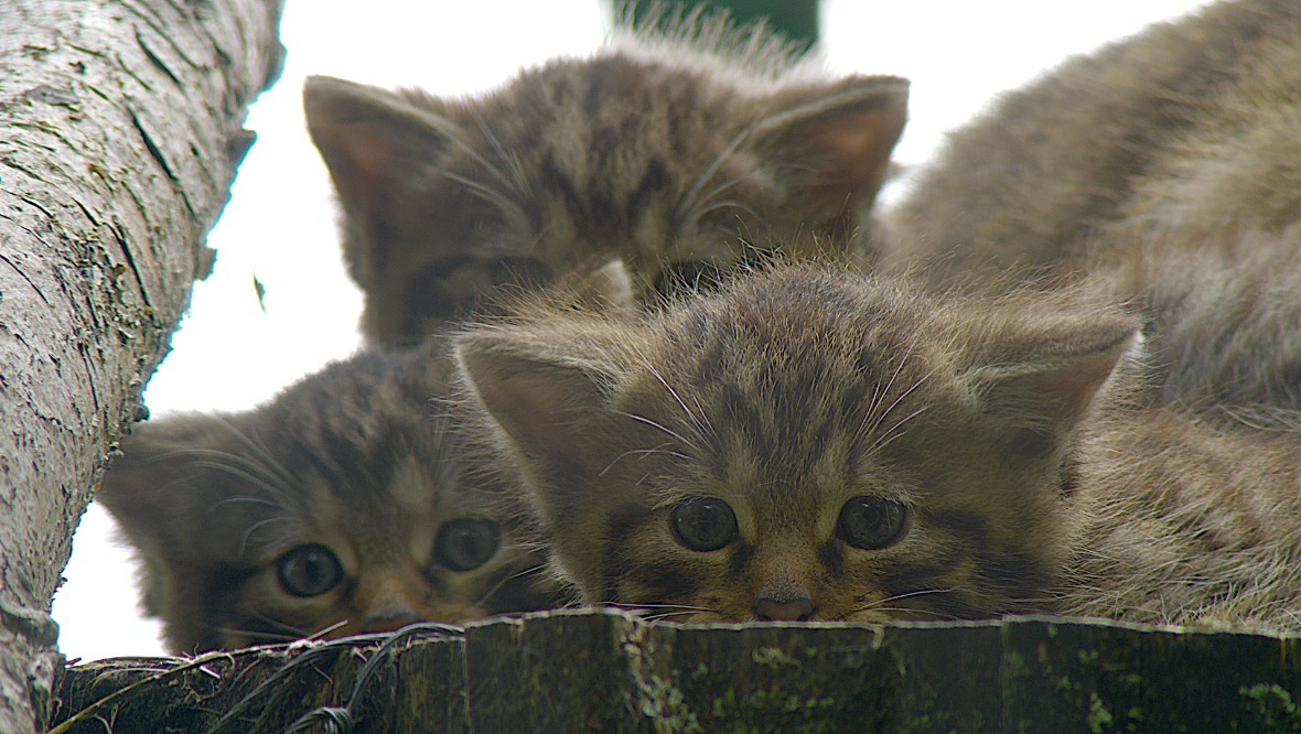 The first cats arrived at the Highland Wildlife Park, near Aviemore, in March 2021.