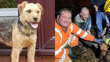 Dog rescued after getting stuck under garage floor