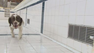 Poolside patrol as police dogs train at old swimming baths