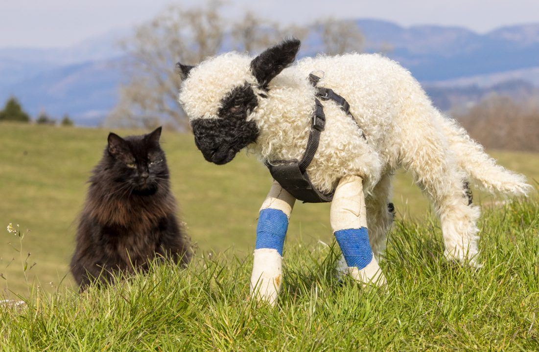 Lamb learns to walk after suffering nerve damage during birth