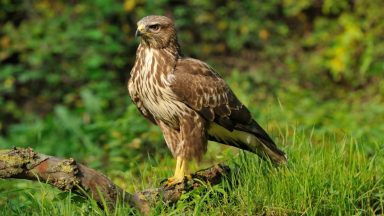 Police appeal after dead buzzard found hanging from tree