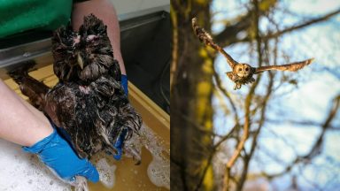 Owl found in a ‘sorry state’ released after ‘spa bath’