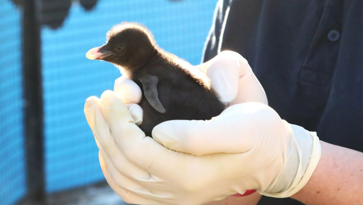 Edinburgh Zoo welcomes endangered penguin chick
