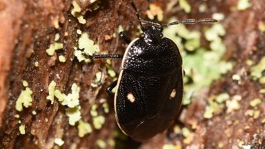 Rare bug spotted in Scotland for first time in over 30 years