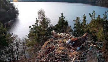 Female osprey lays third egg of the season at loch reserve