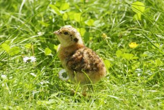 Walkers told to keep dogs under control to protect capercaillie