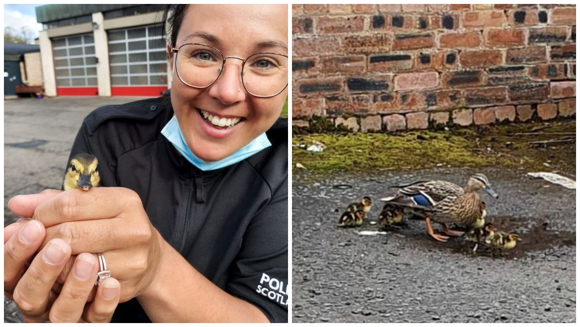 Quacking job: Ducklings rescued from police station doorstep