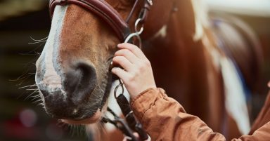 Police step up patrols after report of youths attacking horses