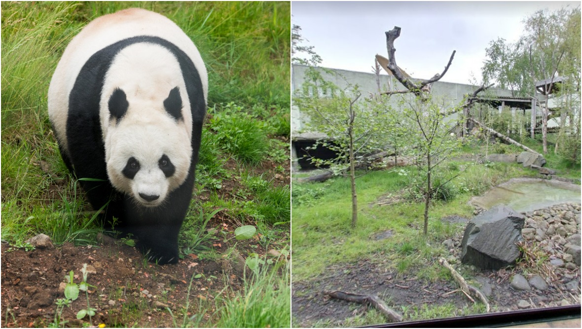 Panda artificially inseminated in new bid to produce cub