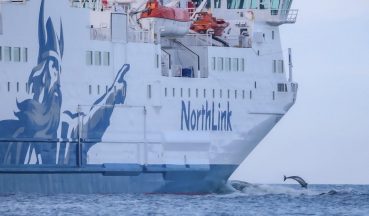 Mum and baby dolphin ‘race’ against ferry in North Sea