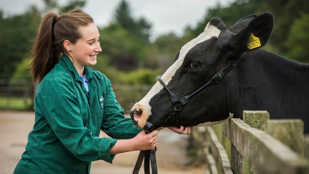 Scotland to get first new vet school for more than 150 years