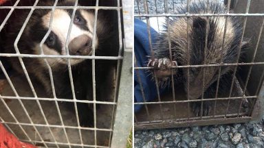 Badger cubs rescued ten days after mum killed by car