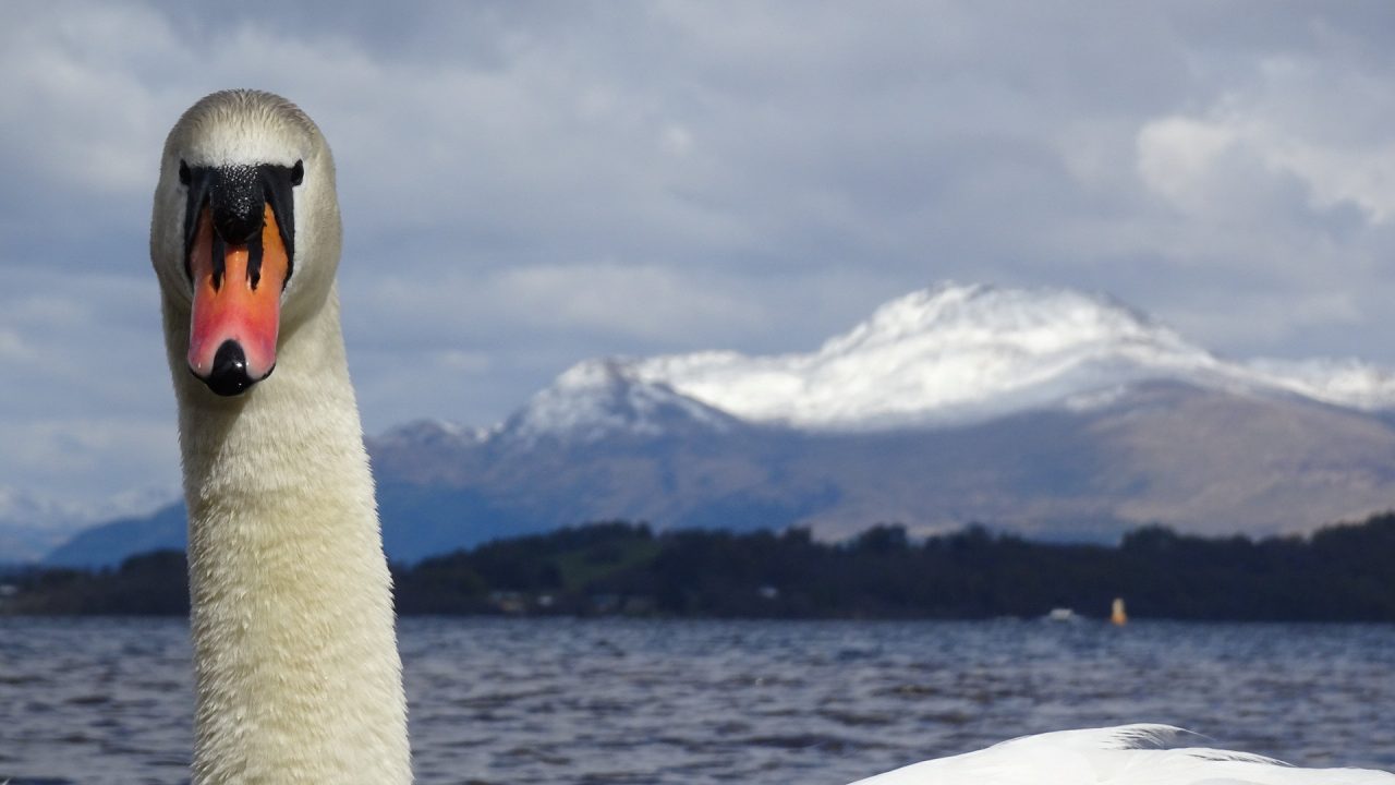 Swan photobombs cyclist’s scenic picture of mountain