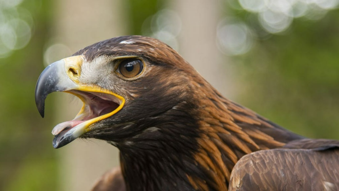 Golden eagle found dead on estate ‘deliberately poisoned’