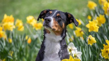 Dog-free zones could be introduced to ‘protect countryside’