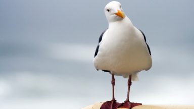 Sonar devices installed in bid to control urban gull population in Elgin