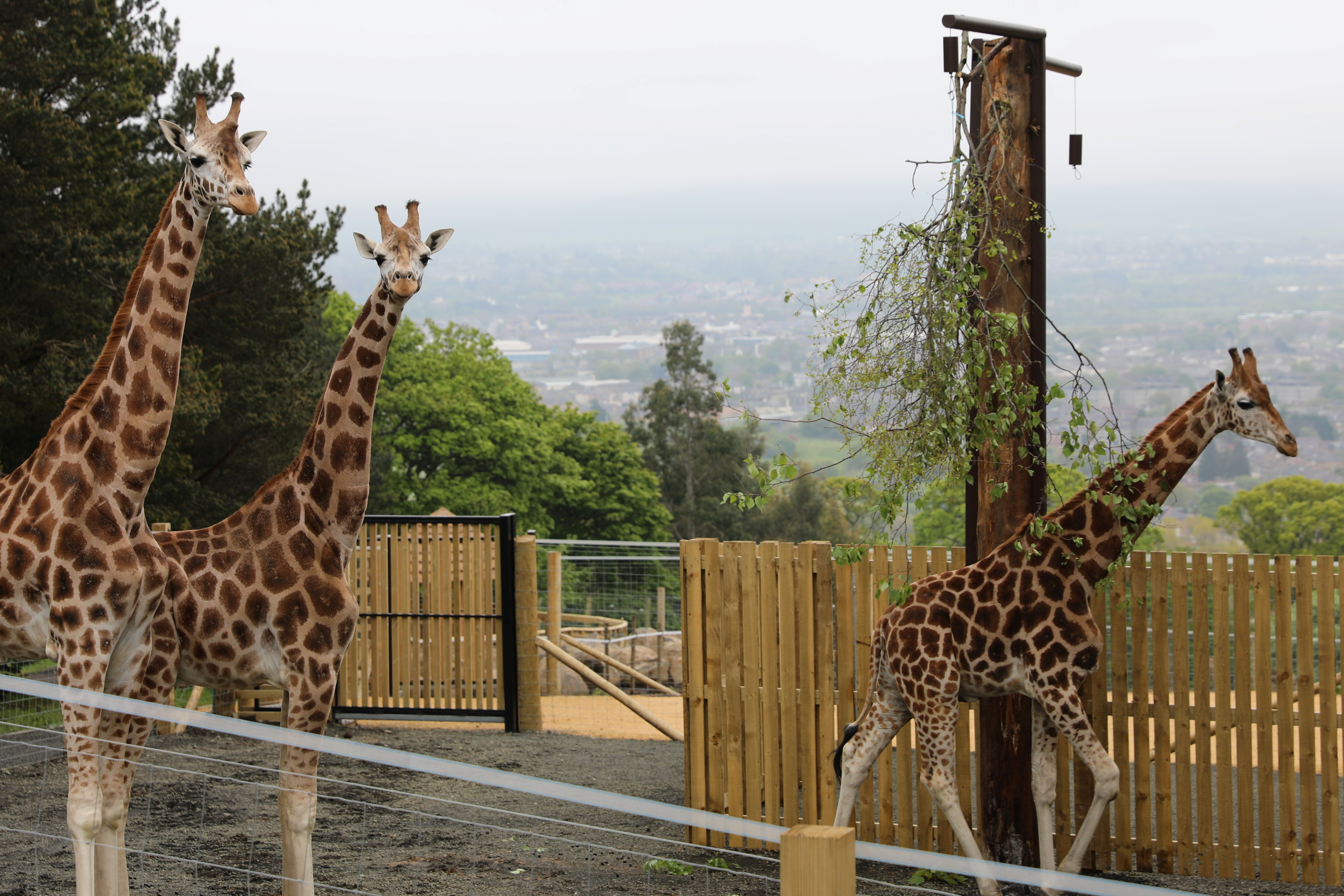 Arrow, Ronnie and Gerald at Edinburgh Zoo. 