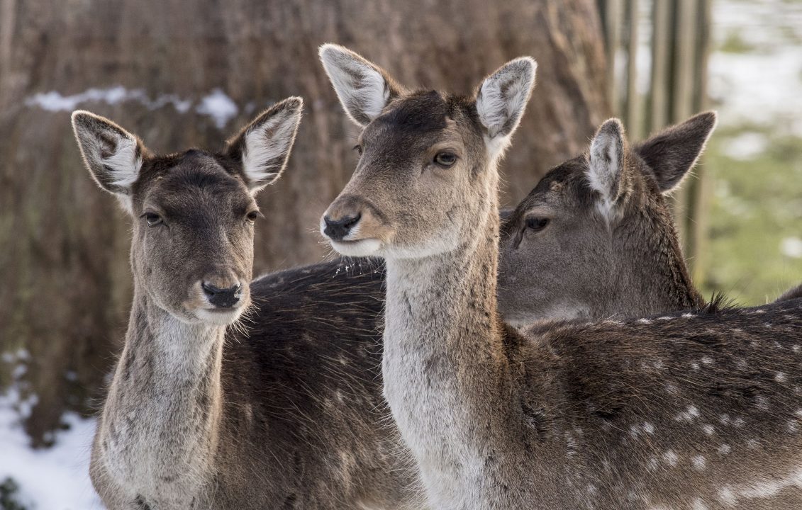 Poacher hunted after red deer found with shooting injuries in Lochaber