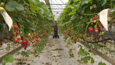 Farmers fear fruit ‘left to rot’ amid shortage of pickers
