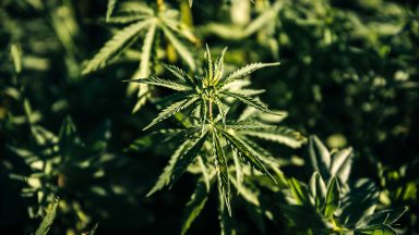Man charged after cannabis cultivation worth £174,000 discovered in property