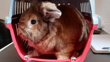 Lop-eared bunny found abandoned on golf course