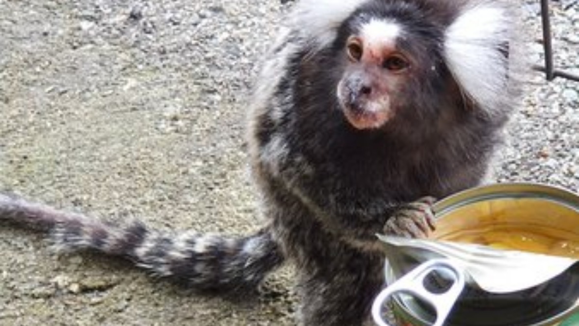 Monkey reunited with family after being found at train station