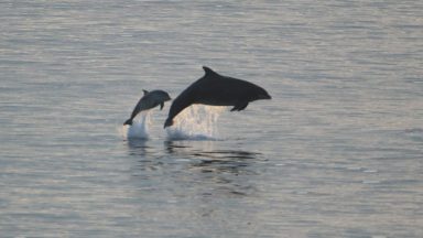 Dolphins rescued after becoming stranded on beach