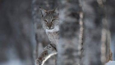 Greens urged to include rewilding in any agreement with SNP