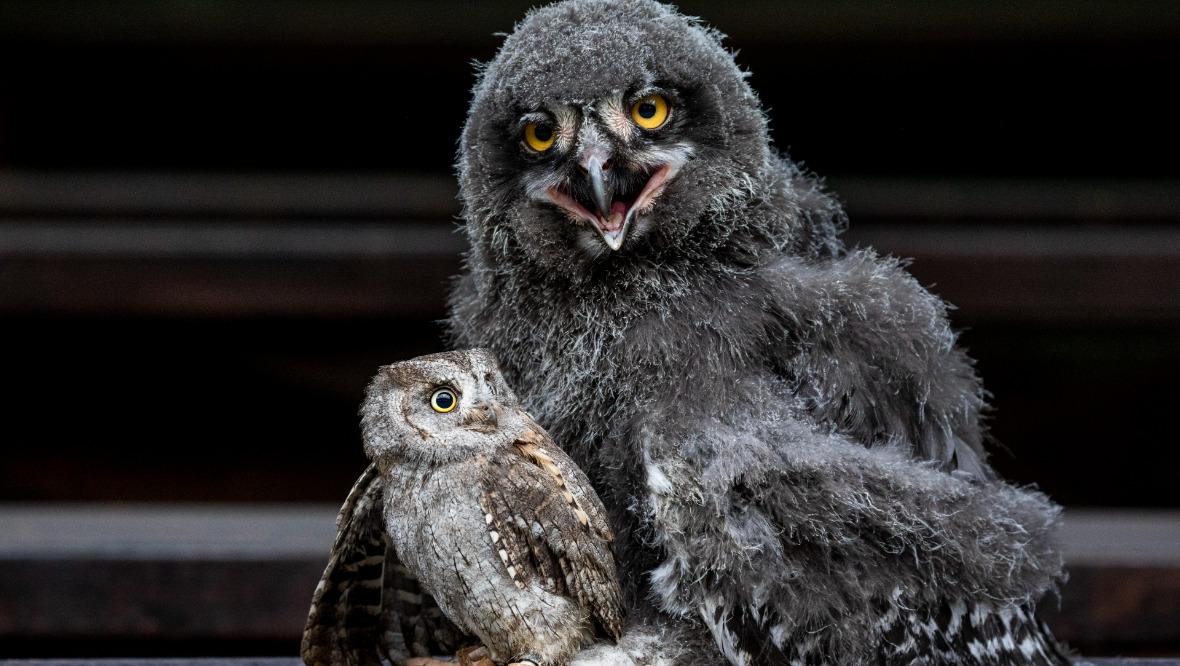 Owls: Little Groot is now fully grown.