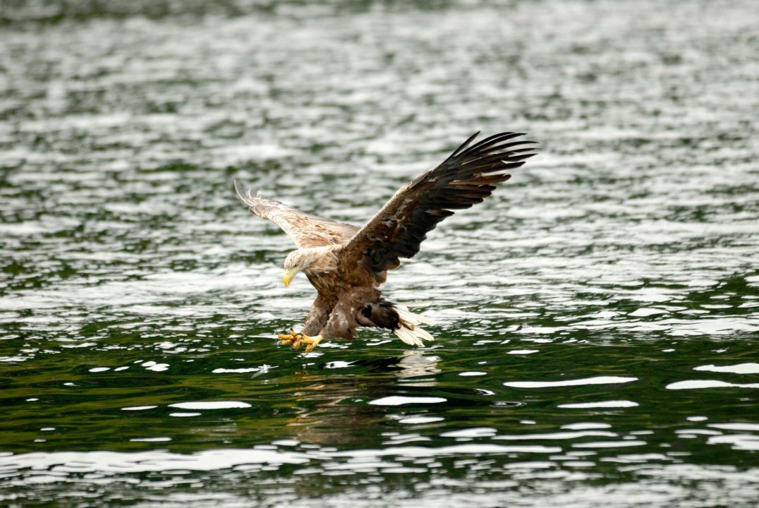 Sea eagles at Loch Lomond for first time in over a century