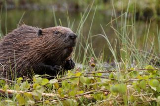 Locals invited to share views on reintroduction of beavers to Loch Ness area
