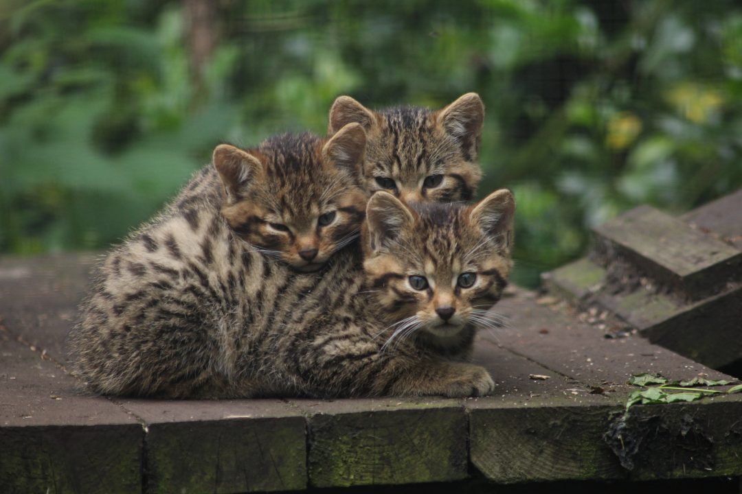 Three rare wildcat kittens named after Scottish islands