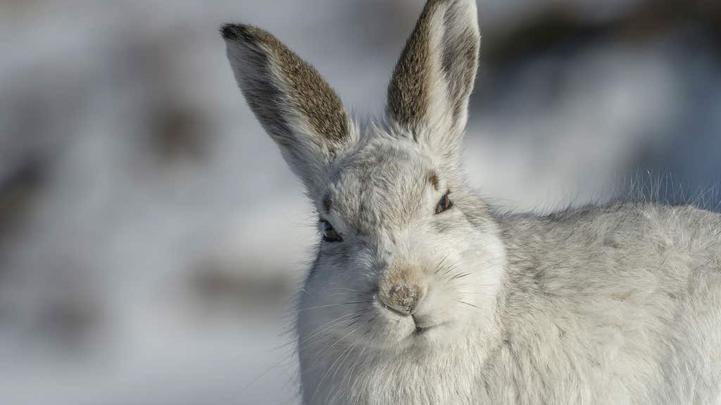 Concern over new licensing guidance for killing mountain hares