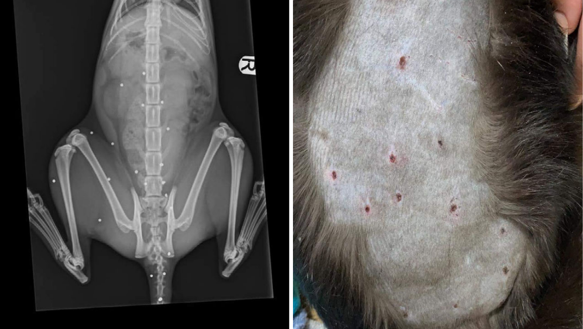 ‘Shotgun’ attack on cat leaves animal covered in wounds