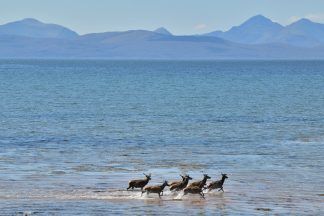 Herd of deer spotted cooling off in water during heatwave