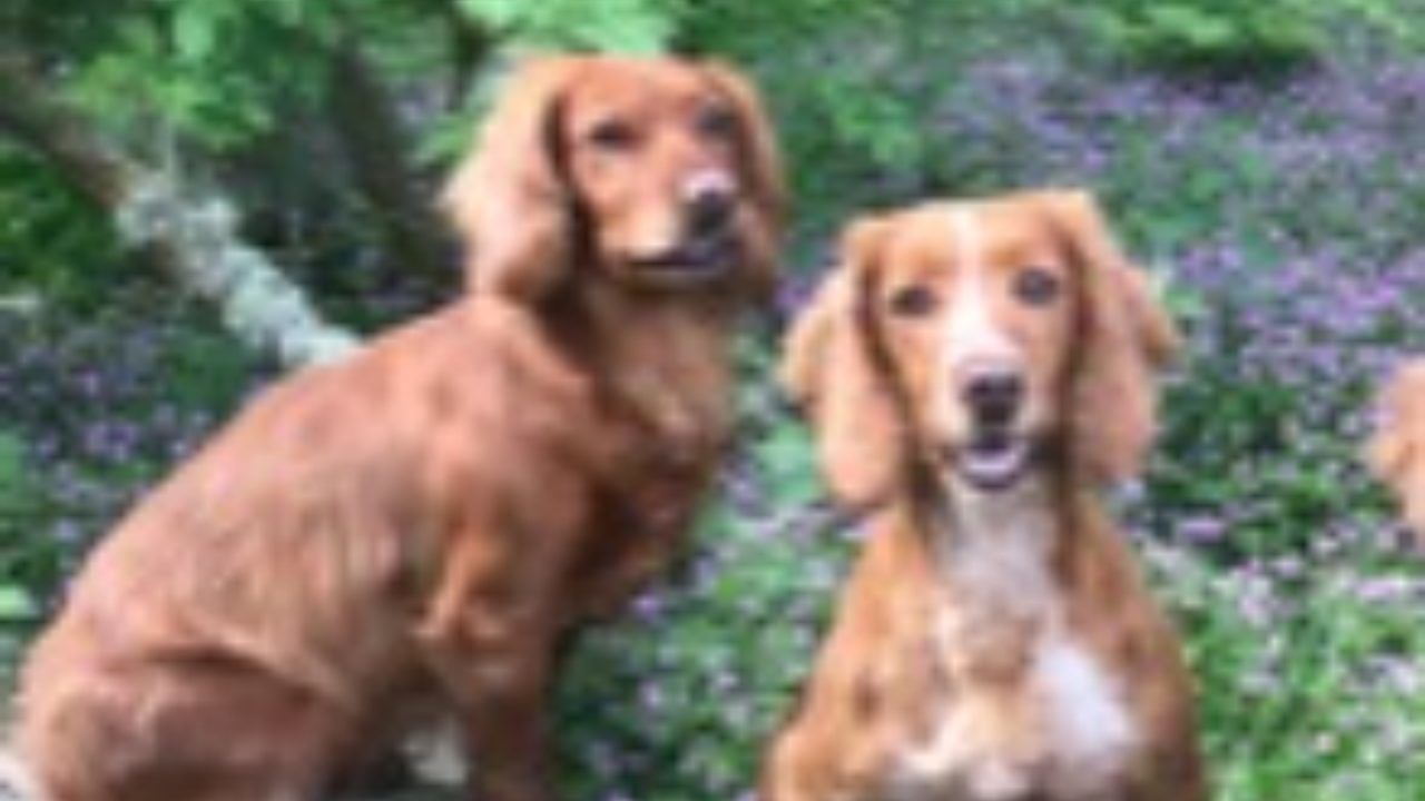 Dogs found ‘safe and well’ after being stolen in Perthshire