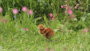 Eurasian crane chick captured on camera at wildlife park