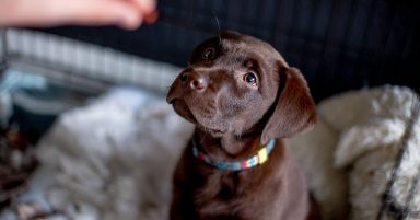 East Ayrshire Council urged to tighten rules to tackle illegal puppy farming