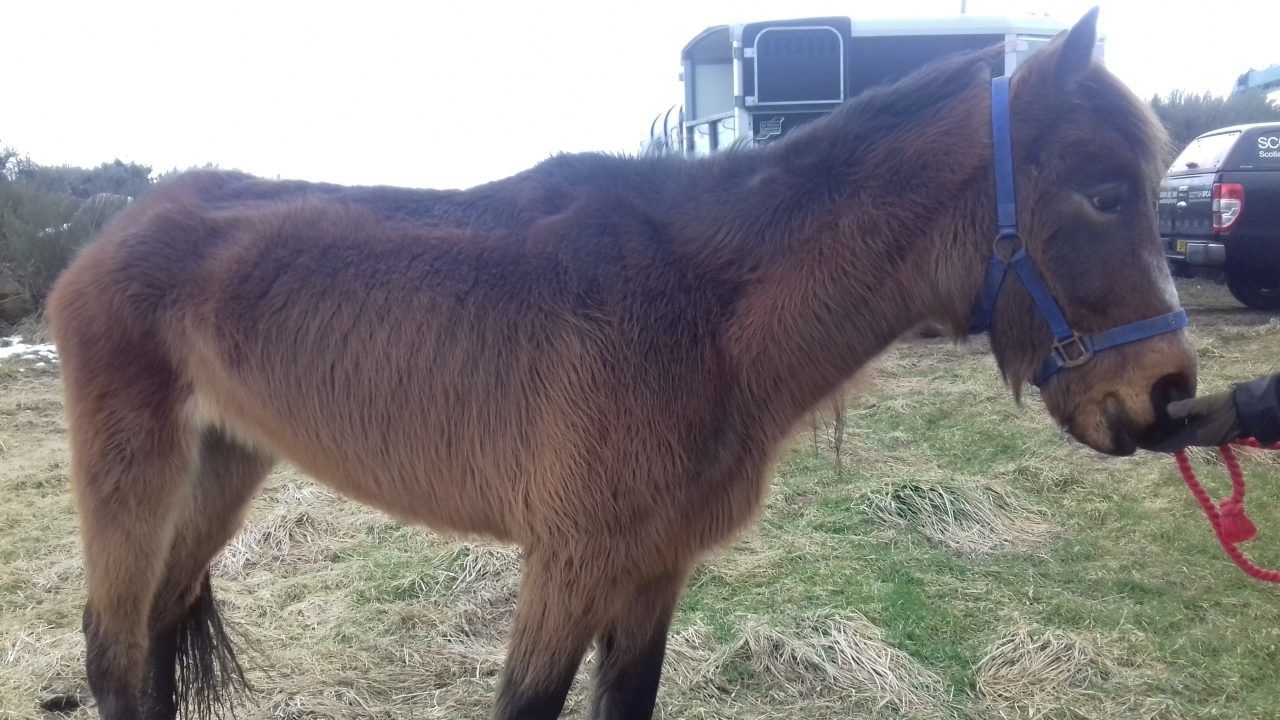 Negligent owner who starved lice-ridden pony hit with ban