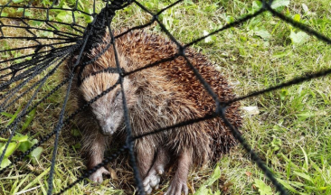 Warning after hedgehogs found tangled in football nets