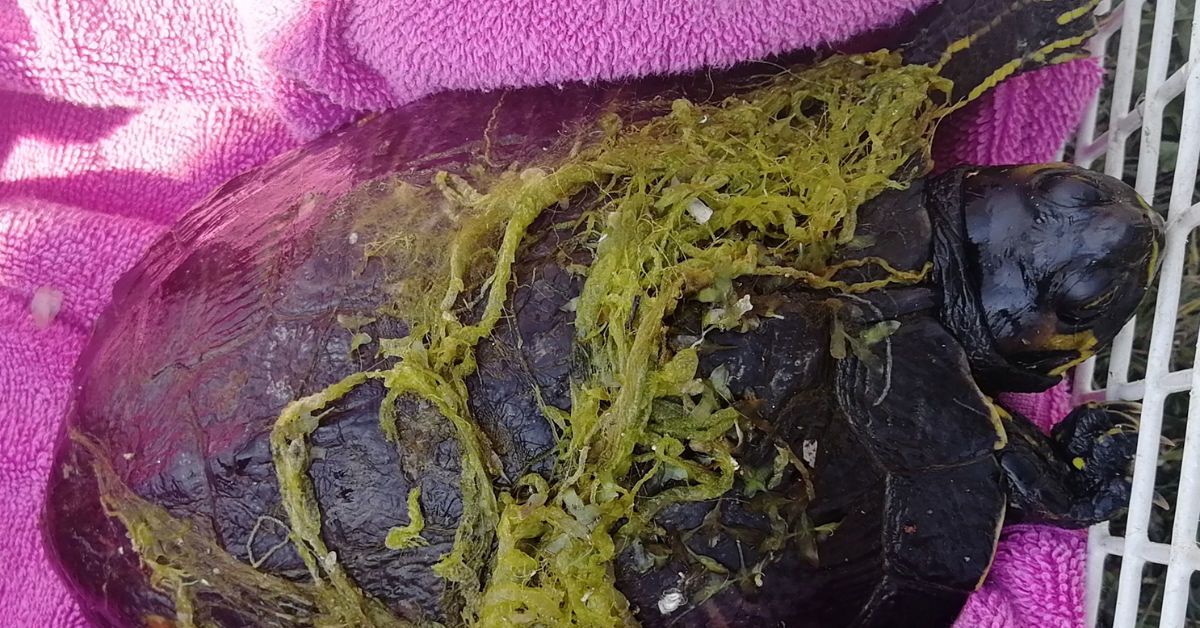 What the shell? Turtle rescued from Forth and Clyde Canal