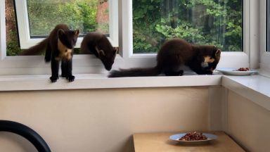 Cheeky pine martens sneak through window to steal snacks