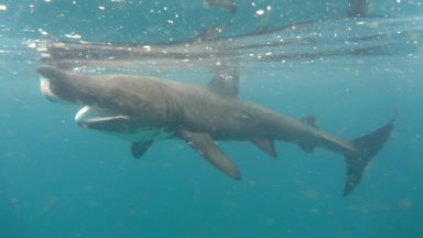 Basking shark swims alongside wildlife ranger near beach